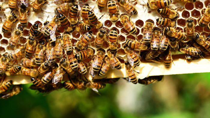 Egymillió háziméh zúdul egy városra
