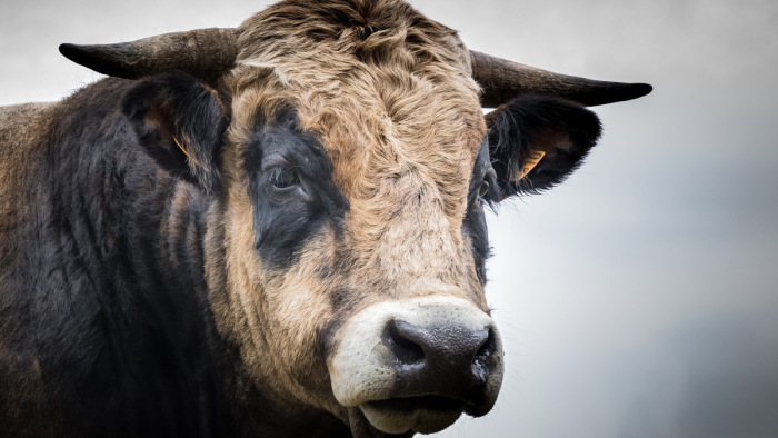 A szarvasmarhák metánkibocsátása is odavág a klímaváltozásnak