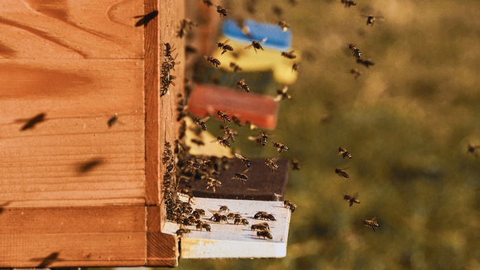 Külföldre megy a magyar méz kétharmada
