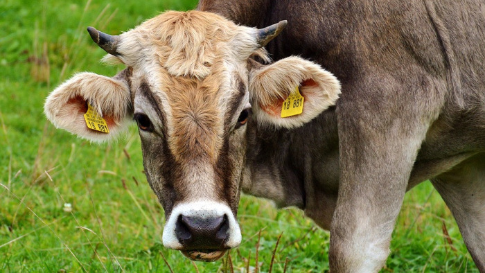 Magunkat mérgezzük – már a tehén tejében is van mikroműanyag