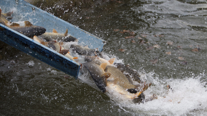 Döbbenetes mennyiségű halat engedtek bele a Balatonba