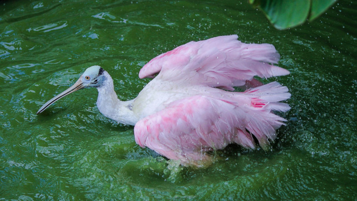 Állatkerti állatokat kellett leölni a madárinfluenza miatt Szlovákiában
