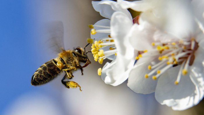 Méhvész: mit tehetünk a rovarapokalipszis ellen?