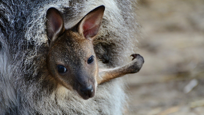 Szomorú véget ért a tolnai kenguru szökésének