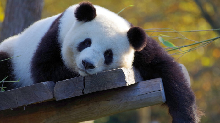 Feléledt a pandadiplomácia, ismét üzent Kína
