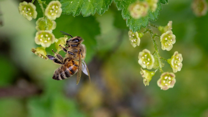 Sokat segíthetünk a méhecskehotelekkel