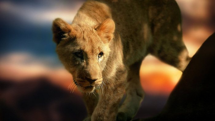 Öt ausztráliai oroszlánnak nagyon megtetszett a Madagaszkár című rajzfilm alapötlete