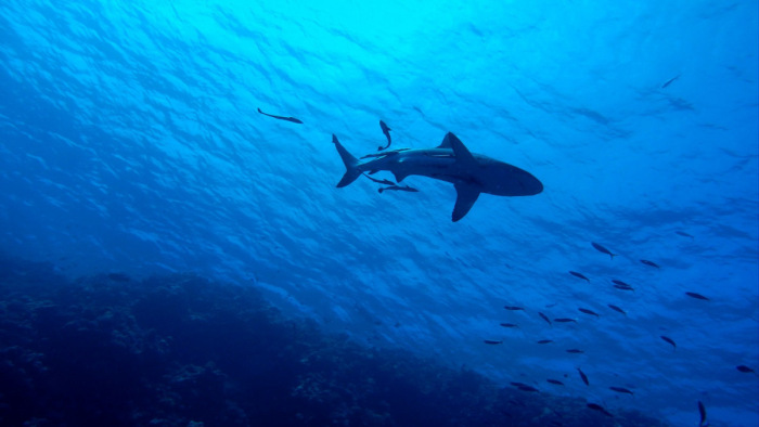 A koronavírus még a cápatámadások számára is hat