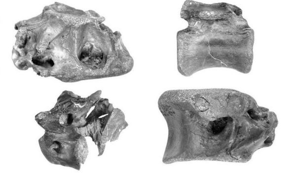 Új dinoszauruszfajt fedeztek fel egy brit szigeten