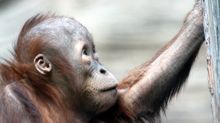 Most bárki nevet adhat az új fővárosi orangutánnak