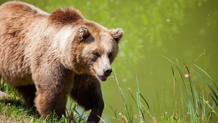 Rendőrre támadt egy barnamedve az olasz Alpokban