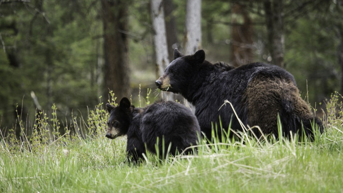 Bizonyos feltételekkel engedné a medvék kilövését a román kormány