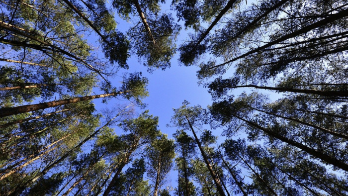 Klímapolitika: az erdők kitermelése a lehető legrosszabb forgatókönyv