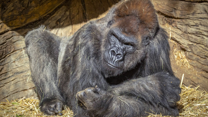 Két oroszlán és egy gorilla koronavírusos lett a prágai állatkertben