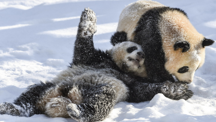 Pandabocsok bunyóznak a berlini hóban: bűbáj a köbön és három fénykép