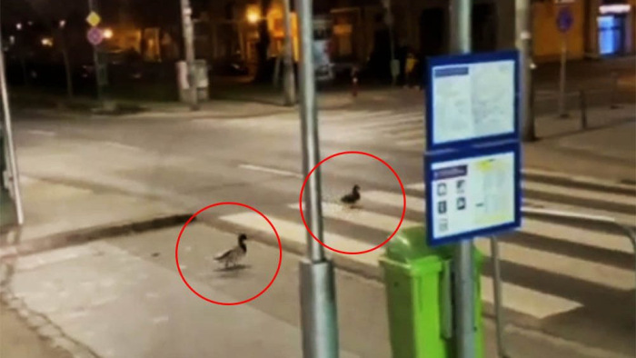 Nézzen zebrán áttotyogó budapesti kacsákat a Fiastyúk utcából – videó