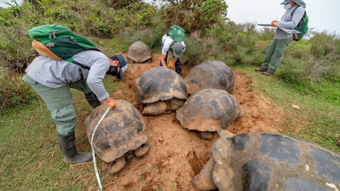 Annyi teknőst akartak kicsempészni egy bőröndben a Galápagos-szigetekről, hogy az gombócból is sok