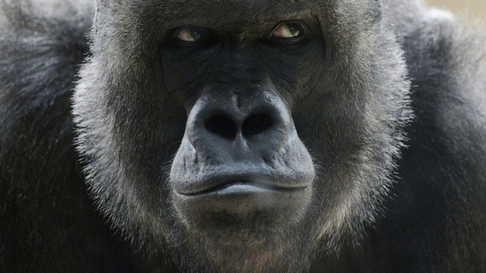 Hím gorillákat akarnak leölni az európai állatkertek - hatalmas a tiltakozás
