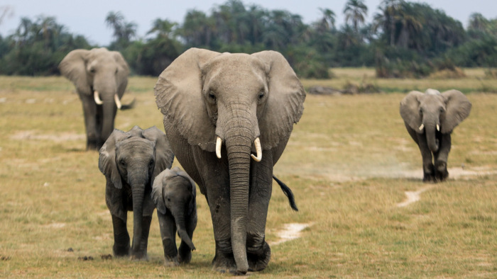 Az elefánt nagyot tapos, a légkörnek igen hasznos
