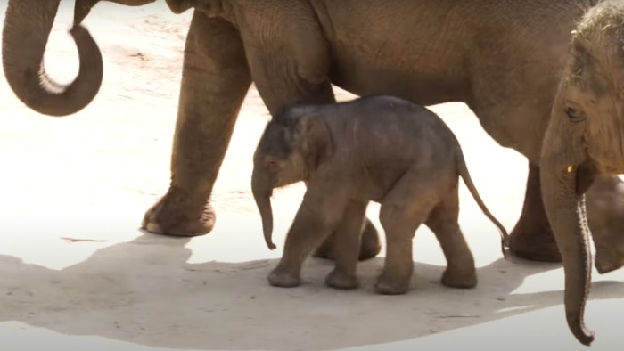 Videón a 80 kilós budapesti újszülött elefánt első lépései