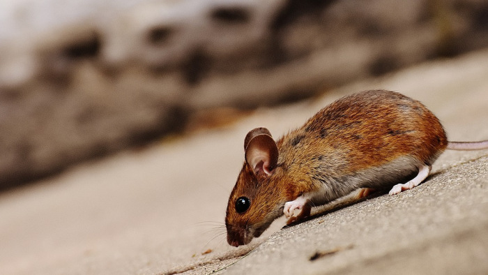 Egerekben már sikerült visszafordítani a szövetek öregedését