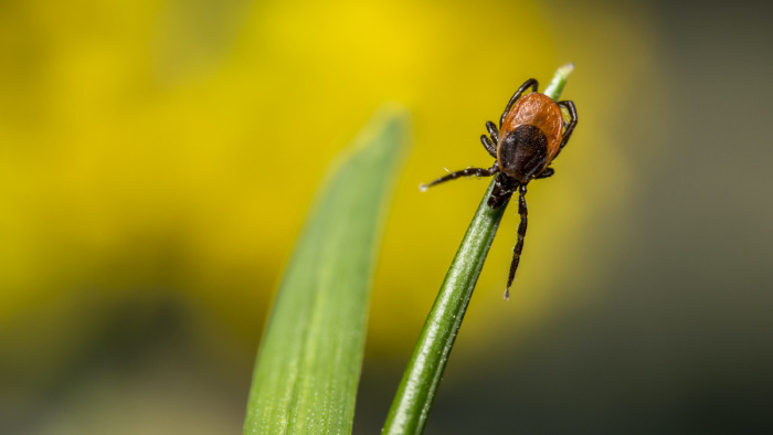 A hangyák hozhatnak áttörést a kullancsok elleni harcban