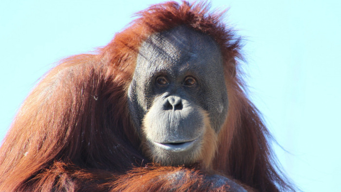 Egész meglepő dologra képesek az orangutánok