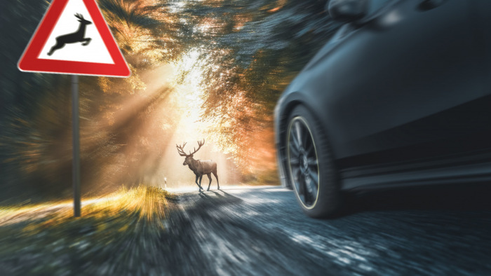 Alig van esélye az autósnak a vadásztársasággal szemben, ha elüt egy állatot - módosult a jogszabály