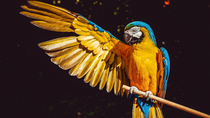A papagájok kapták a fővárosi állatkertre hagyott 120 milliós örökséget