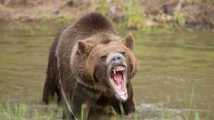Két embert medve támadott meg Székelyföldön egy nap alatt
