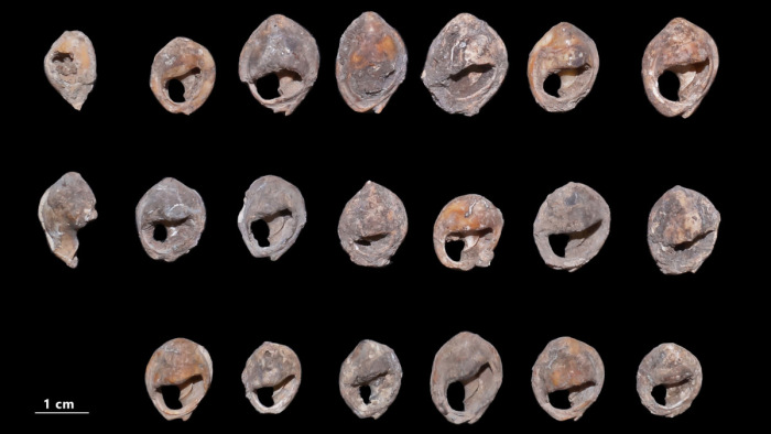 A világ legrégebbi ismert kagylógyöngyeire bukkantak - képek