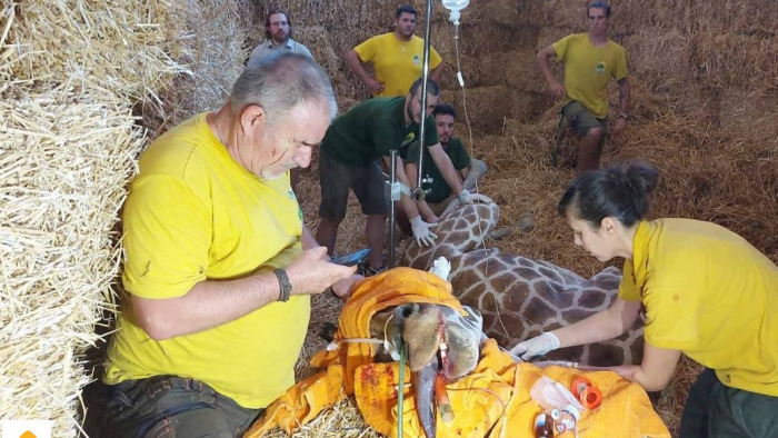 Bravúros műtét az állatkertben – egy zsiráf életét kellett megmenteni