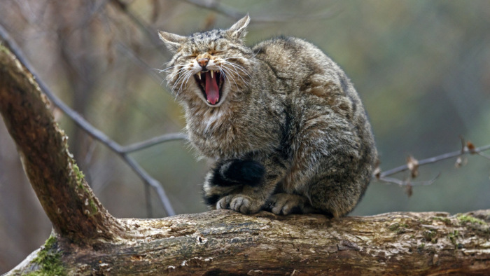 Kipusztulhat a vadmacska Magyarországon – elő a macskafogóval!