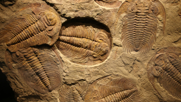 Mégsem tévedett az amatőr paleontológus: több száz szeme volt a lénynek