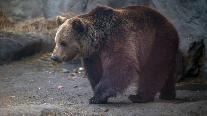 Felemásra sikeredett a medveárnyék-észlelés a budapesti állatkertben