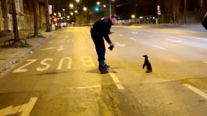 Pingvint fogtak a rendőrök a Dózsa György úton – képek