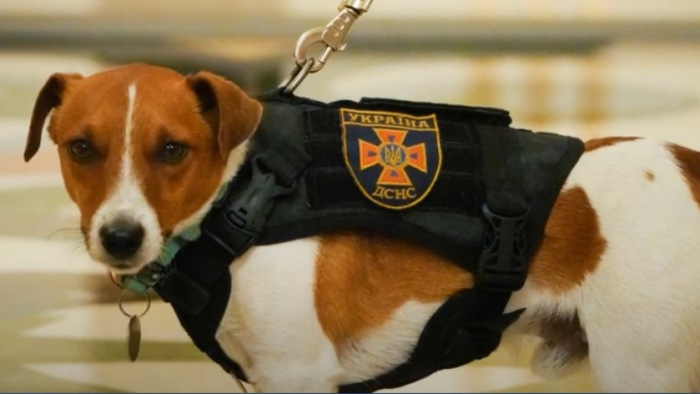 Tölténybombákat szimatol ki a hős ukrán kutya – kitüntették