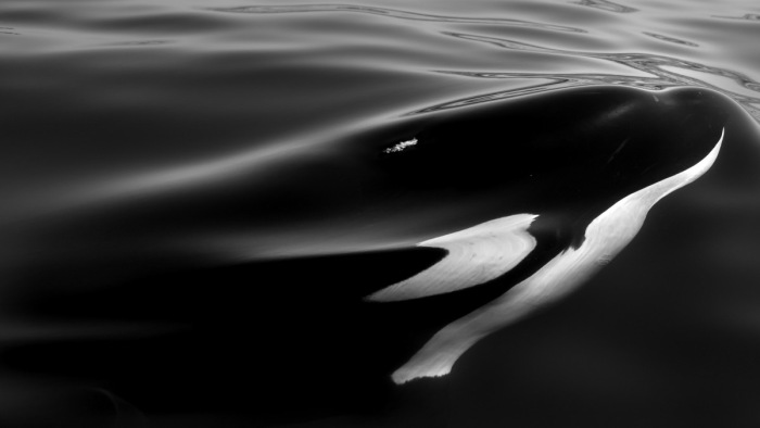 Elpusztult a Szajnába tévedt gyilkos bálna
