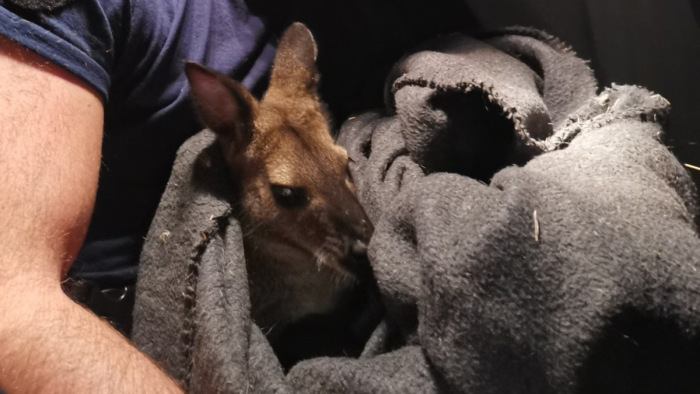 Így kapták el a rendőrök a csepeli kengurut - videó