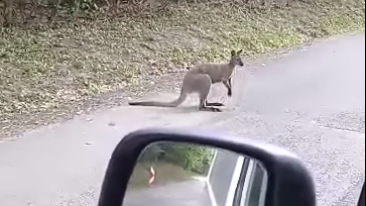Újabb kenguru bukkant fel, ezúttal a Börzsönyben vették videóra