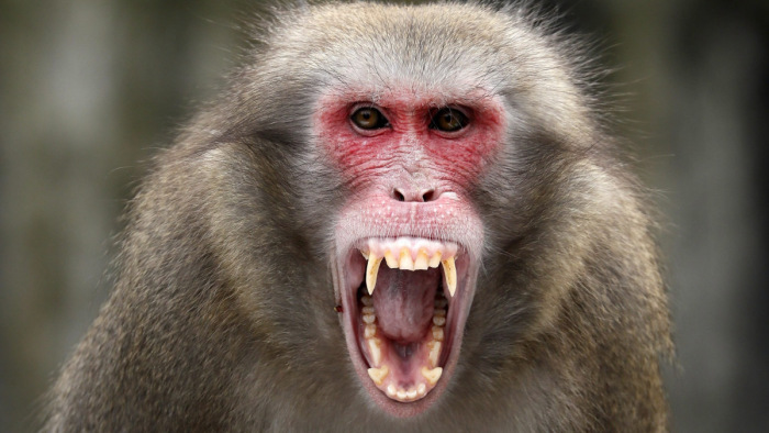 Egyelőre az embereket terrorizáló majmok állnak nyerésre Japánban