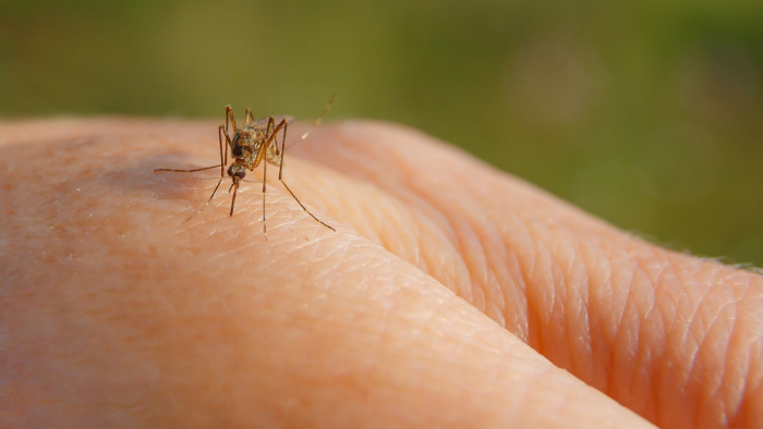 Minden korábbinál hatékonyabb szer a szúnyogtámadás ellen