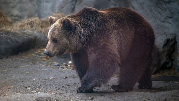 Május óta Heves megyében kóborol a medve, akár tovább is maradhat