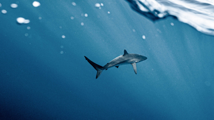 Méretes cápa bukkant fel a szörfversenyen, aztán jött a megőrülés – képek