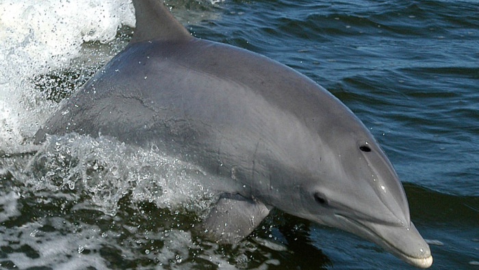 Egy delfin a hosszútávúszás bajnoka