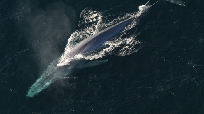 Elpusztult egy nyolc méter hosszú bálna Oszaka partjainál