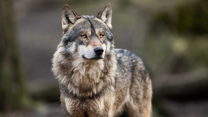 Magyarországon ragadhat a Svájcból elvándorolt magányos farkas