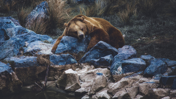 Barna medvére figyelmeztetnek a Sajó folyó mentén