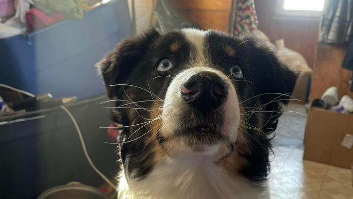 Korunk Lassie-je: 240 km-t tett meg a befagyott tengeren az alaszkai kutya