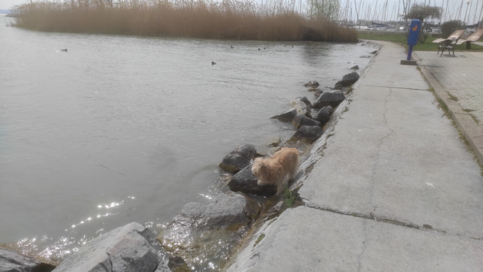 A hétvégi özönvíz máris jót tett a Balatonnak